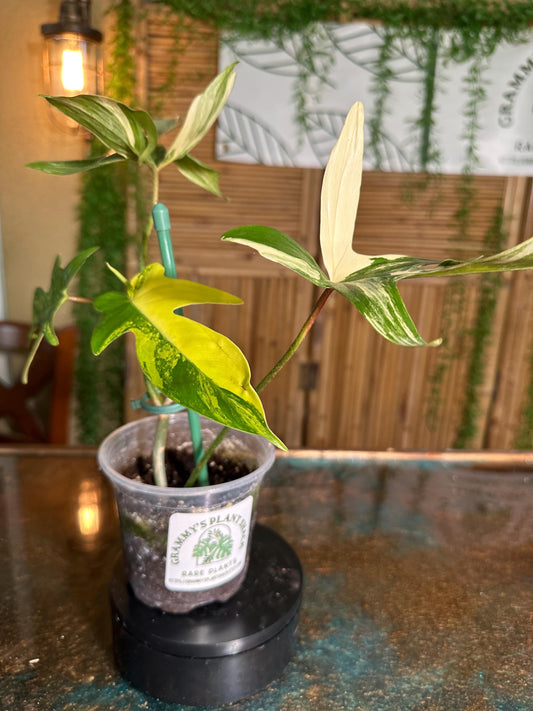 FB1 Florida Beauty 4” pot exact plant