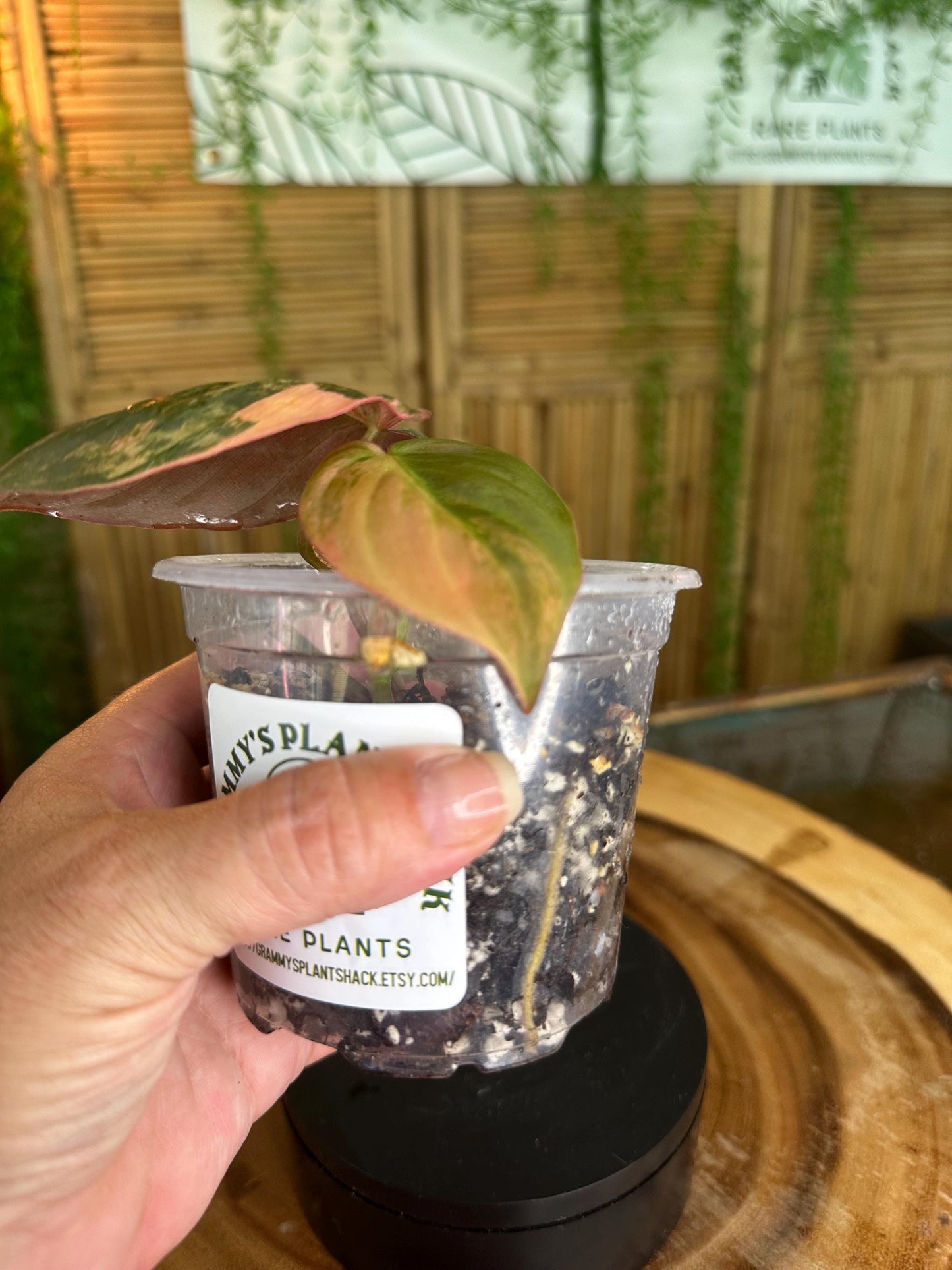 VM101 Variegated pink mican cuttings. Exact plant