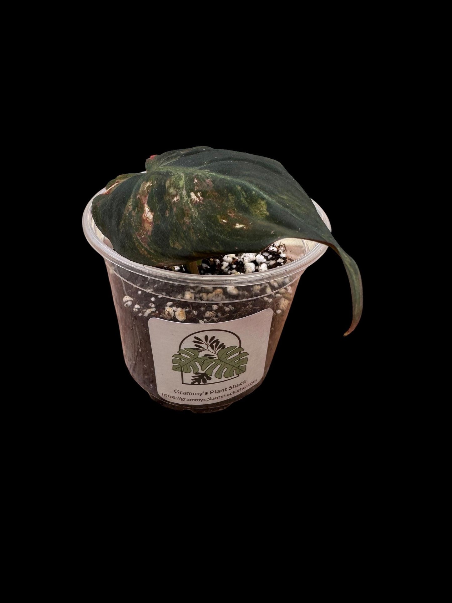 Variegated aura pink mican cuttings. Growers choice will show options and you can choose