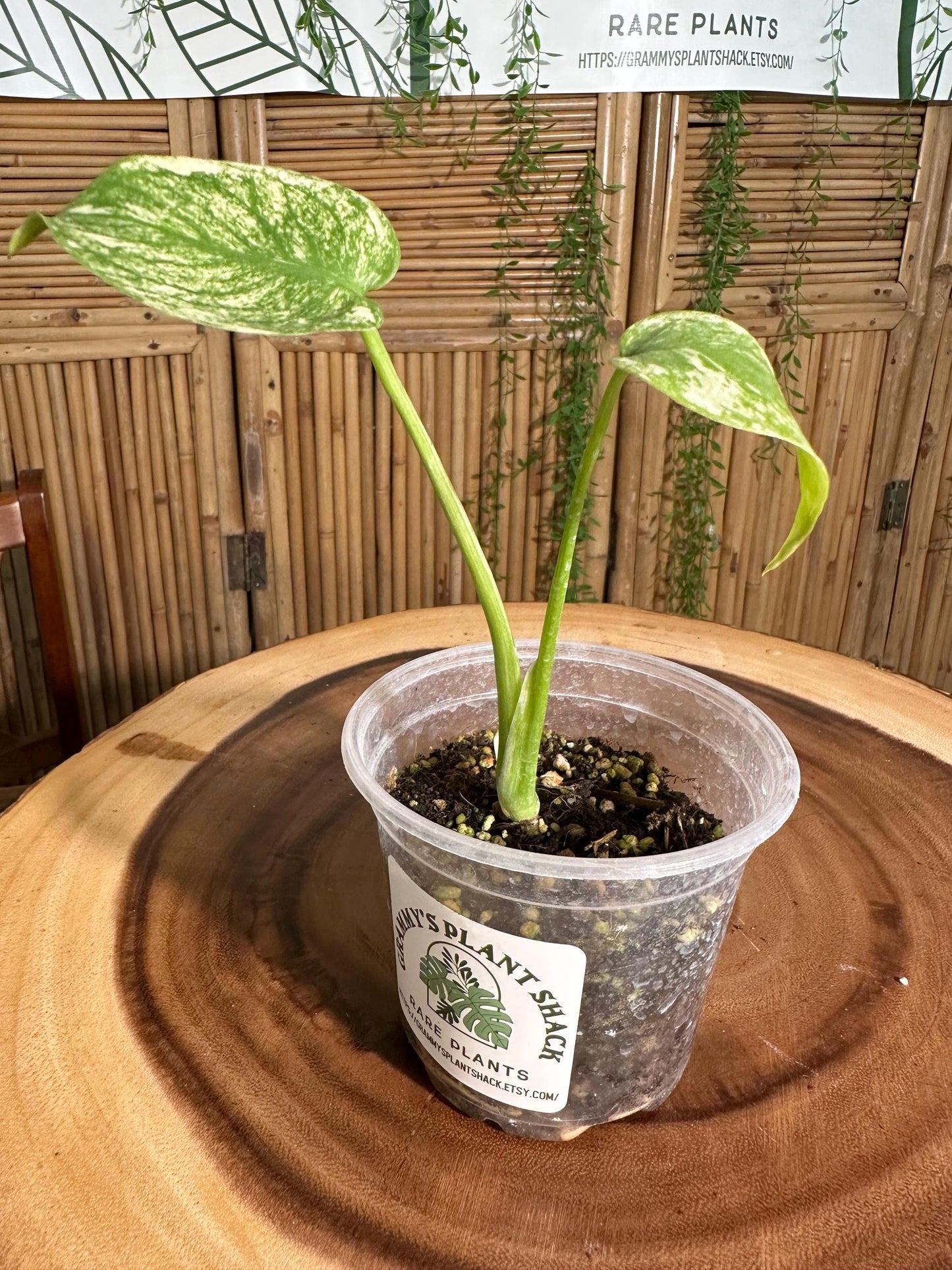 WM15 Monstera  'White Monster Variegated Borsigiana' 4 pot EXACT PLANT