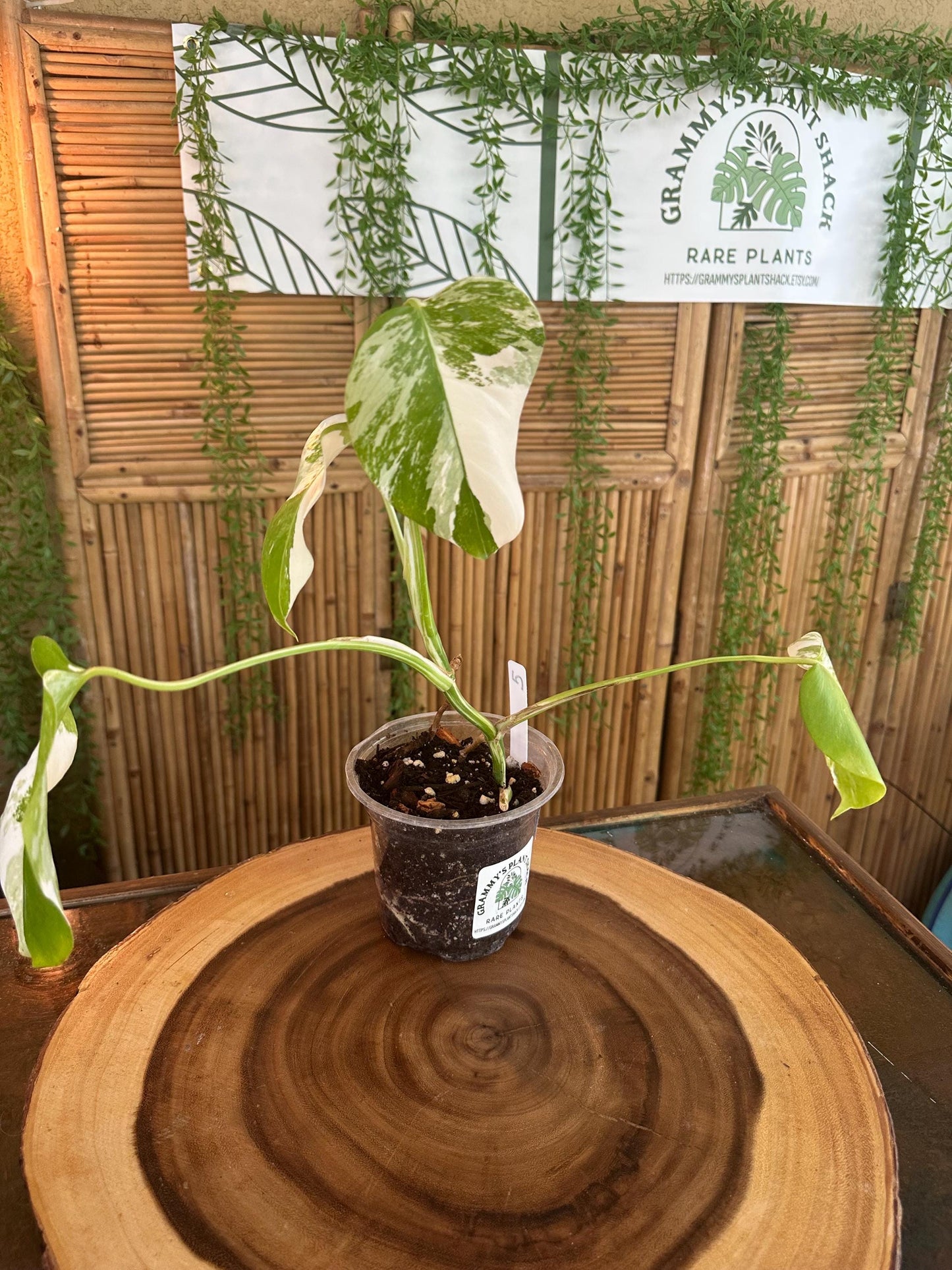 A5 Monstera Albo “White Variegated Borsigiana' 7” EXACT PLANT A-5