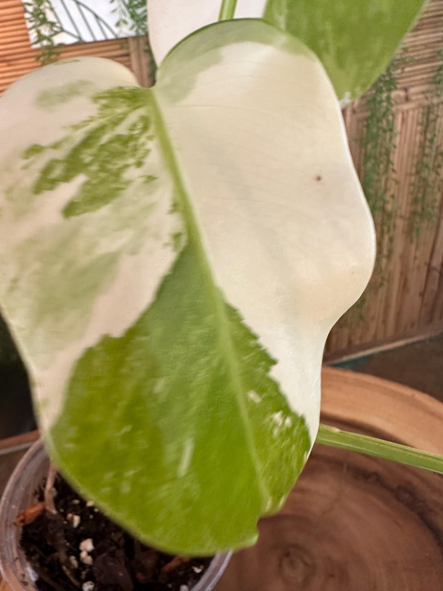 A5 Monstera Albo “White Variegated Borsigiana' 7” EXACT PLANT A-5
