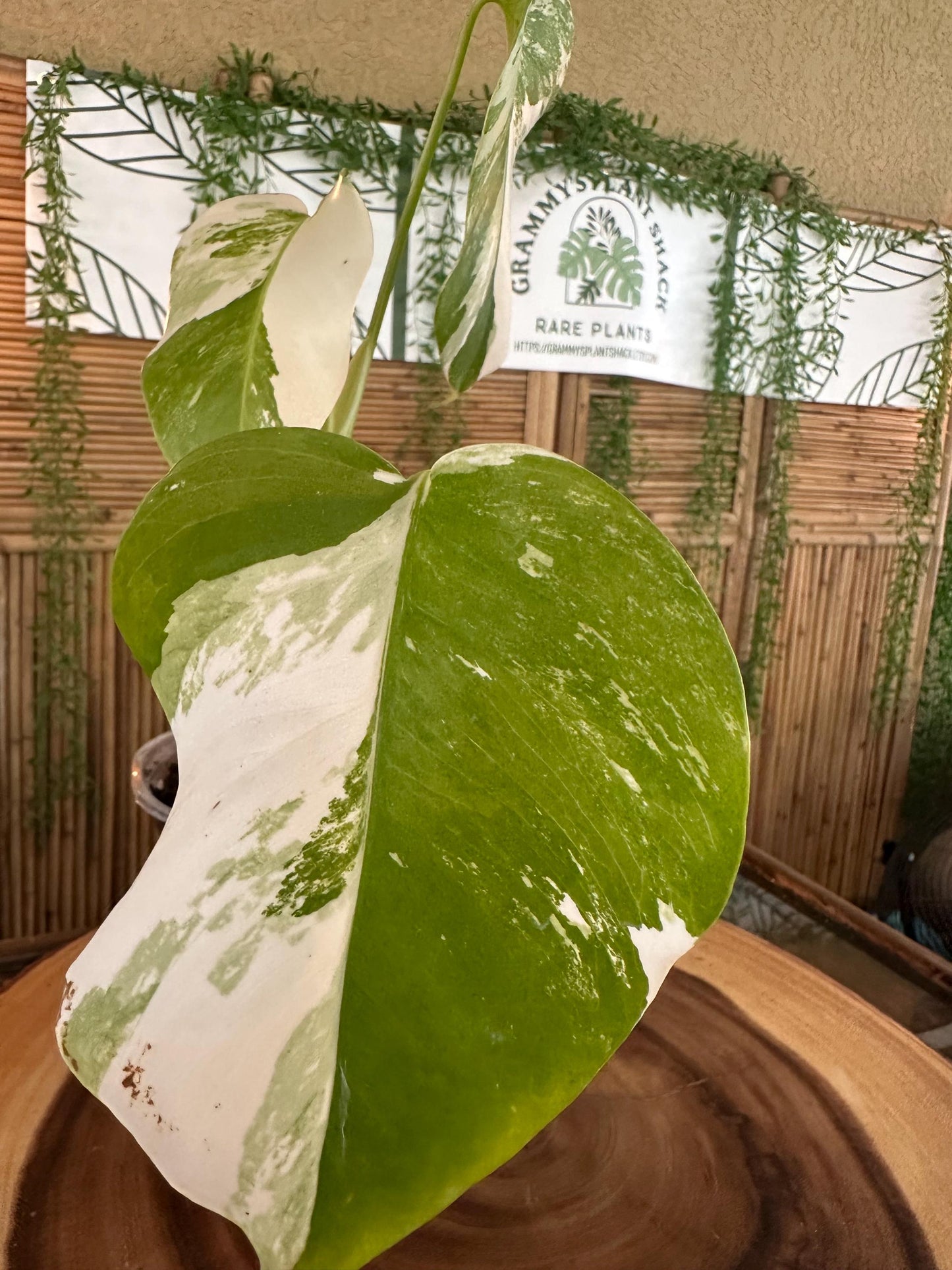 A5 Monstera Albo “White Variegated Borsigiana' 7” EXACT PLANT A-5