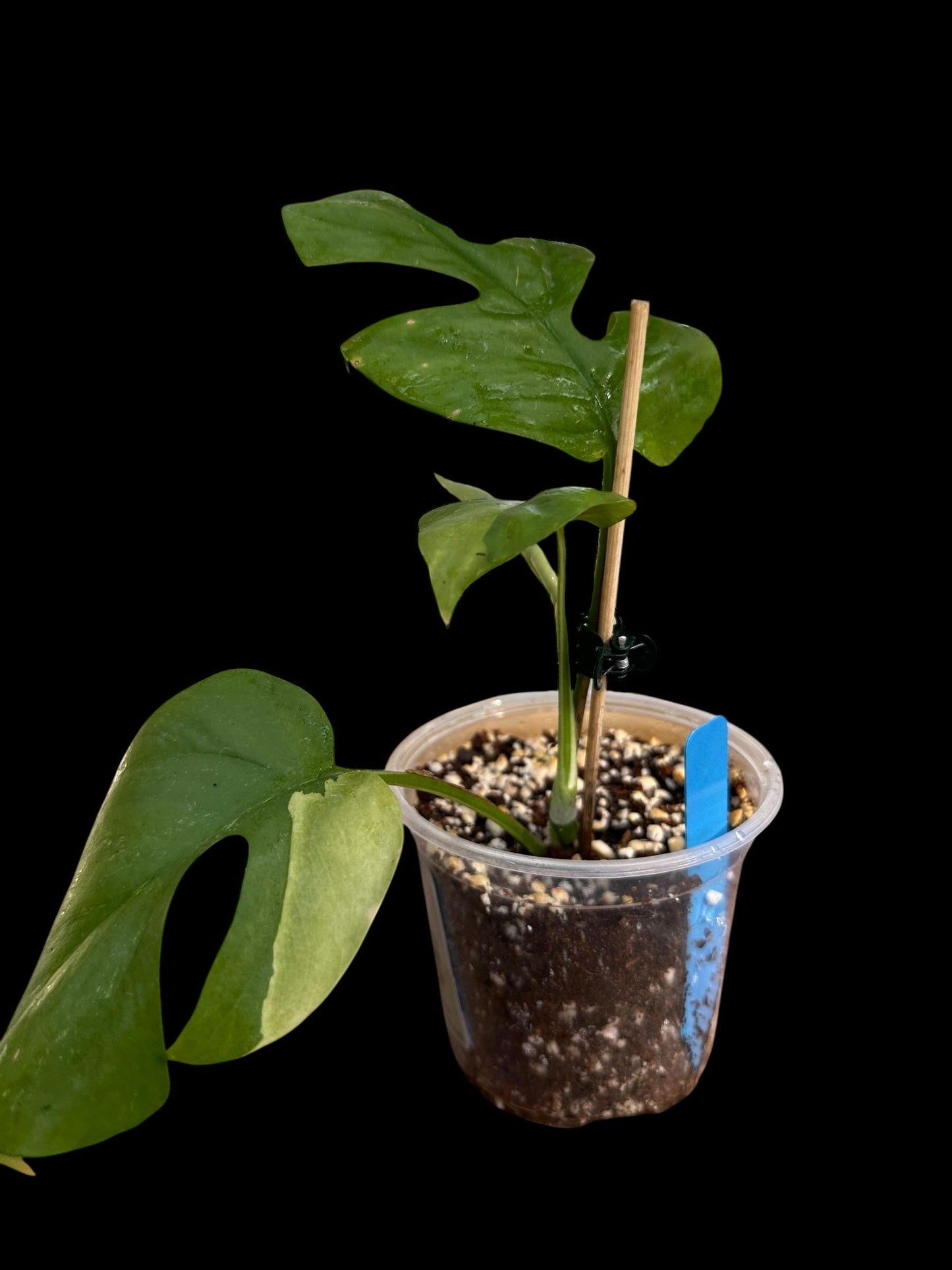 Variegated Tetrasperma (Rhaphidophora tetrasperma) also known as Mini Monstera 101 EXACT PLANT