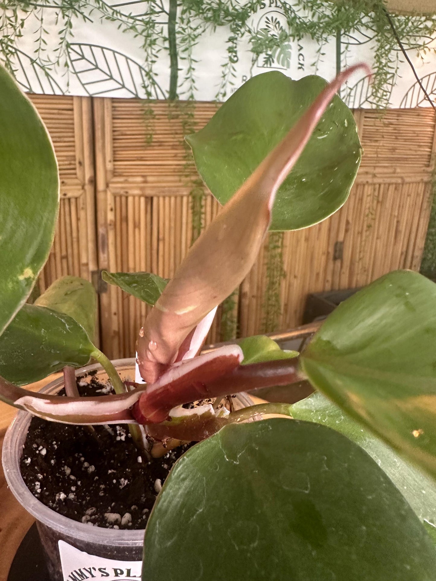 WK701 White knight Philodendron 4” pilot exact plant.