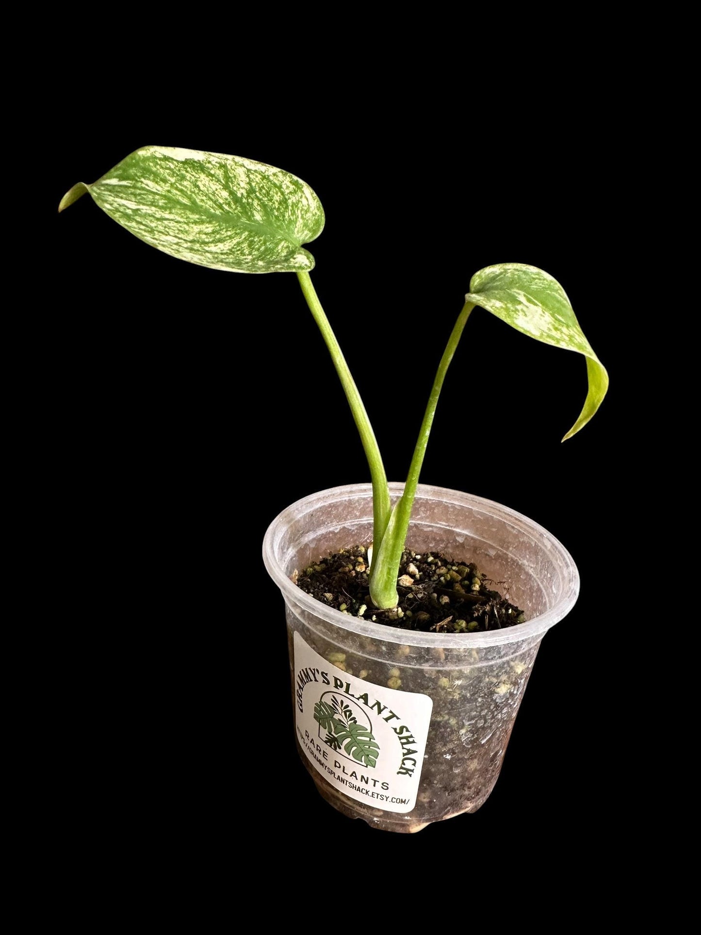 WM15 Monstera  'White Monster Variegated Borsigiana' 4 pot EXACT PLANT