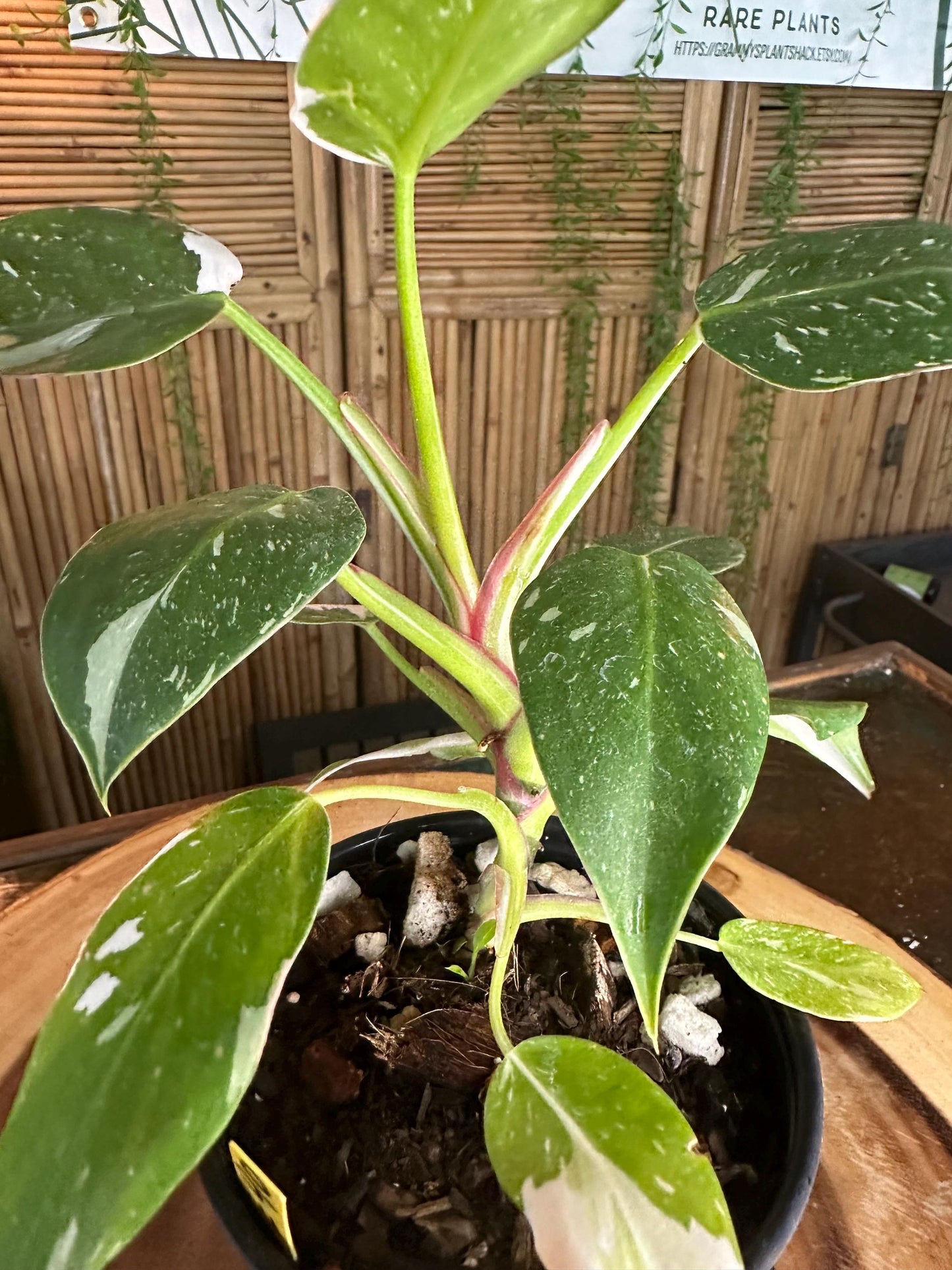 WP99 White  Princess Philodendron 4” pilot exact plant.