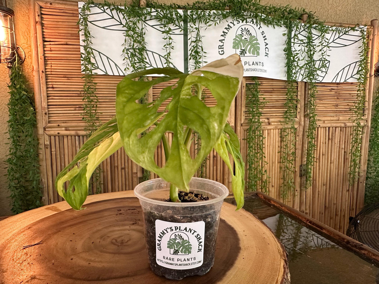 Variegated Monstera Adansonii