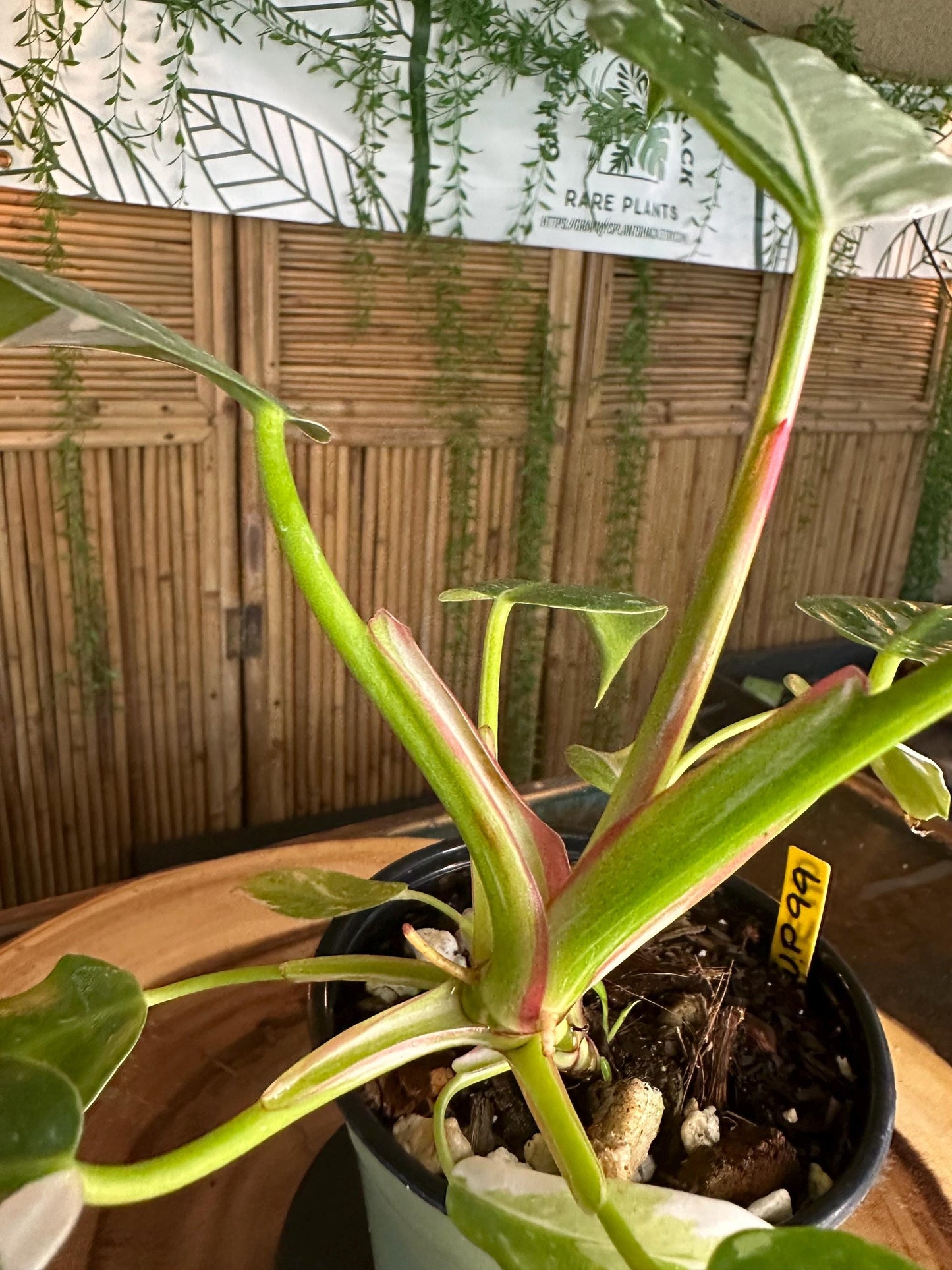 WP99 White  Princess Philodendron 4” pilot exact plant.