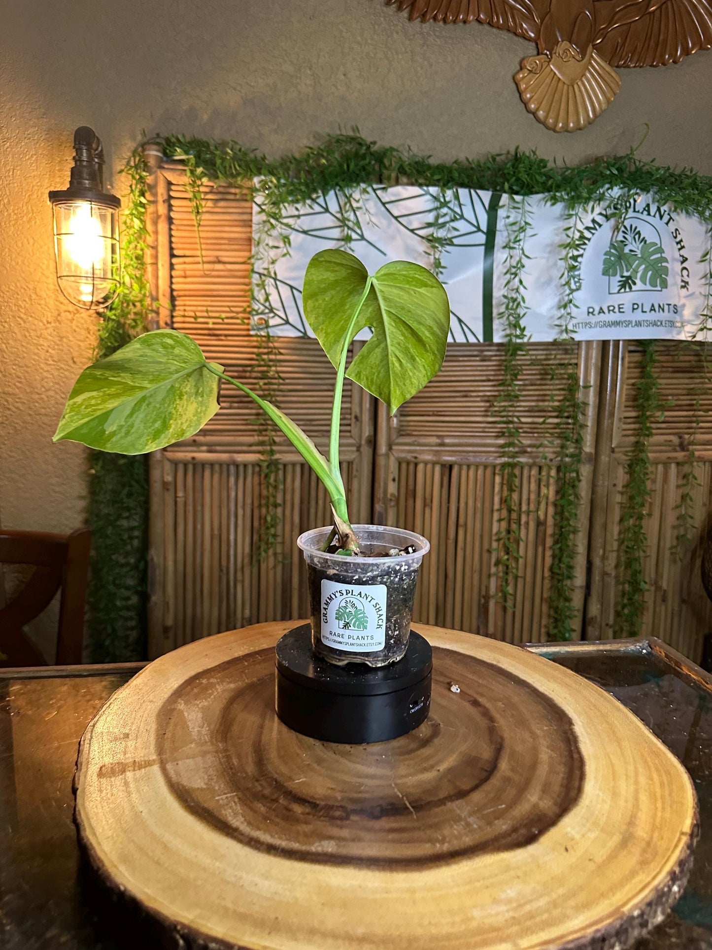 MA64 Monstera Aurea Plant – Variegated Tropical Houseplant, 4” Pot