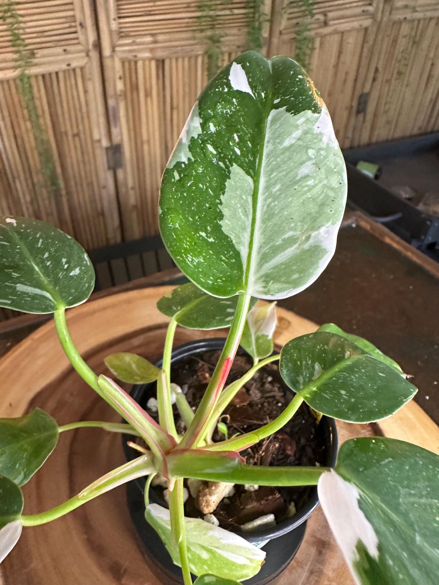 WP99 White  Princess Philodendron 4” pilot exact plant.