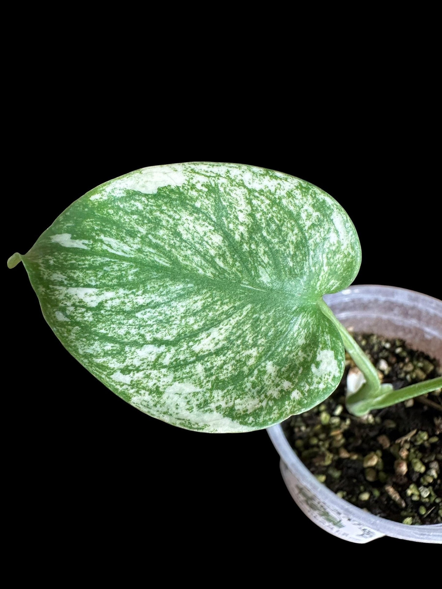 WM15 Monstera  'White Monster Variegated Borsigiana' 4 pot EXACT PLANT