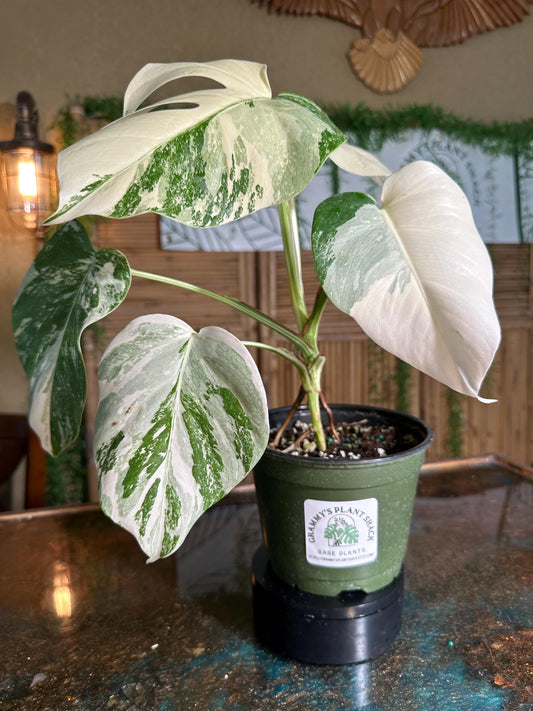 A-954 Monstera 'White Variegated Borsigiana' 6” pot EXACT PLANT A-954