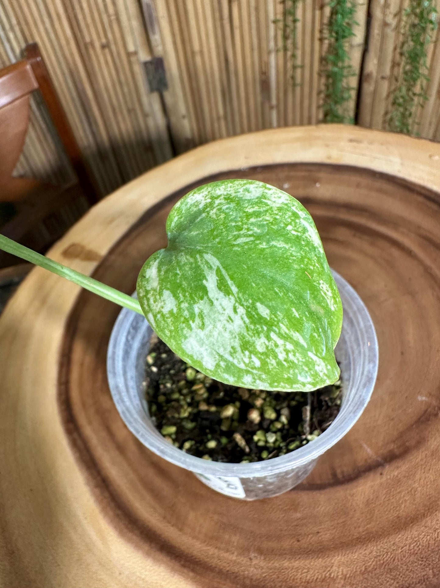 WM15 Monstera  'White Monster Variegated Borsigiana' 4 pot EXACT PLANT